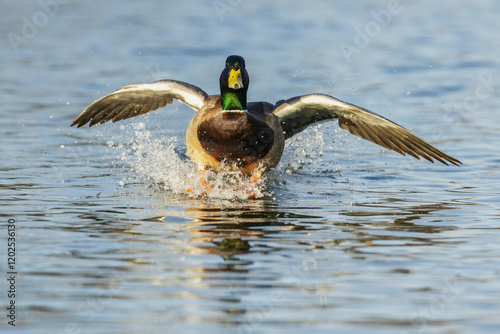 Mallard drake alighting on autumn wetlands in Colorado