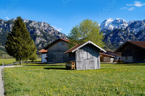 scenic, sunlit, lush green alpine meadows of the Schwangau village with the Bavarian Alps in the background in the Allgaeu region in Bavaria, Germany