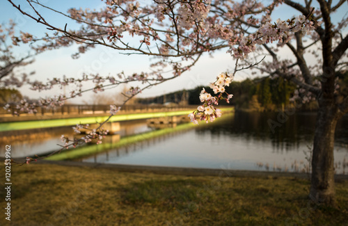 cherry blossoms over a lake next to a green bridge