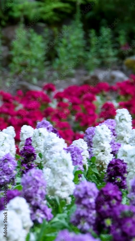 Close-up, slow motion video of sunny blooming purple violet lupine flowers. Close-up, slow motion video of sunny blooming purple violet lupine flowers.
