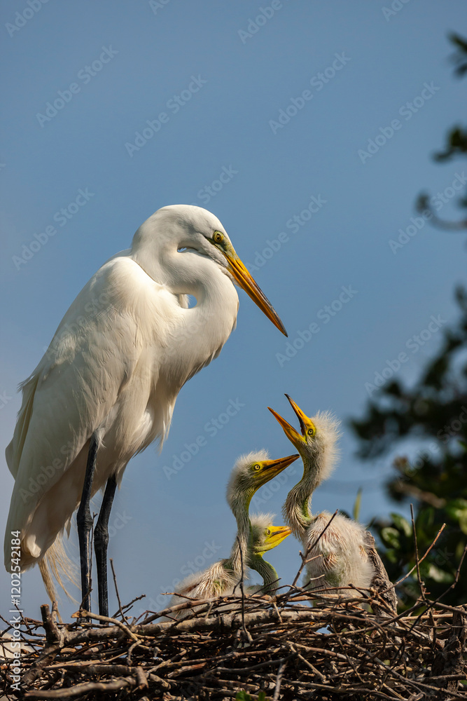 USA, Florida, Anastasia Island. Great egret and chicks on nest. USA, Florida, Anastasia Island. Great egret and chicks on nest.