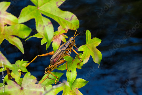 Color stock image of Eastern lubber grasshopper, Florida