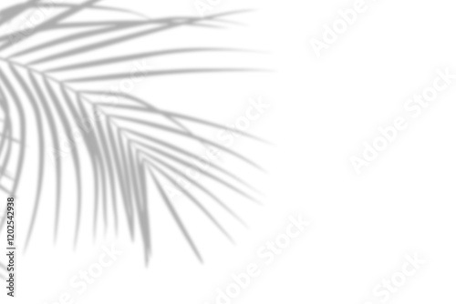 Realistic palm tree shadow on white background. Tropical palm tree branch leaf shadow silhouette, Nature light decoration overlay effect. Spring summer product decoration design elements, PNG