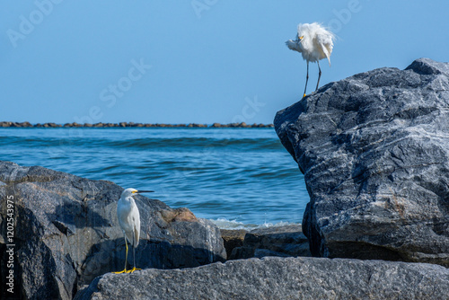 Pair of Snowy egrets on the jetty, New Smyrna Beach, Florida photo