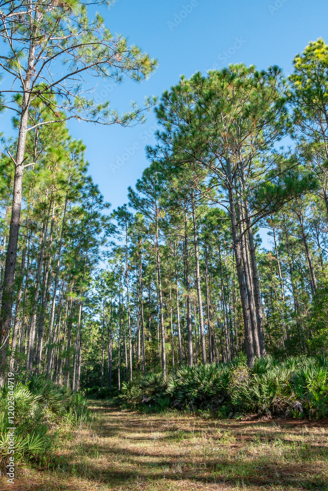 Longleaf Pine Preserve, Deland, Florida Longleaf Pine Preserve, Deland, Florida