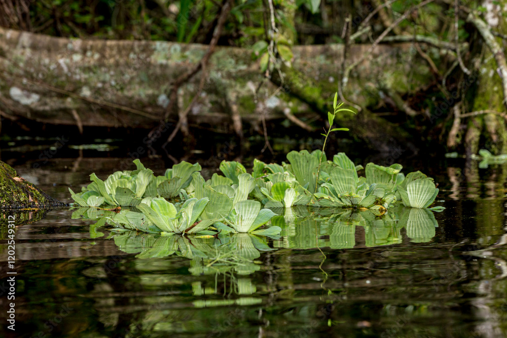 Water lettuce is a common floating plant in swamps of south Florida. Water lettuce is a common floating plant in swamps of south Florida.