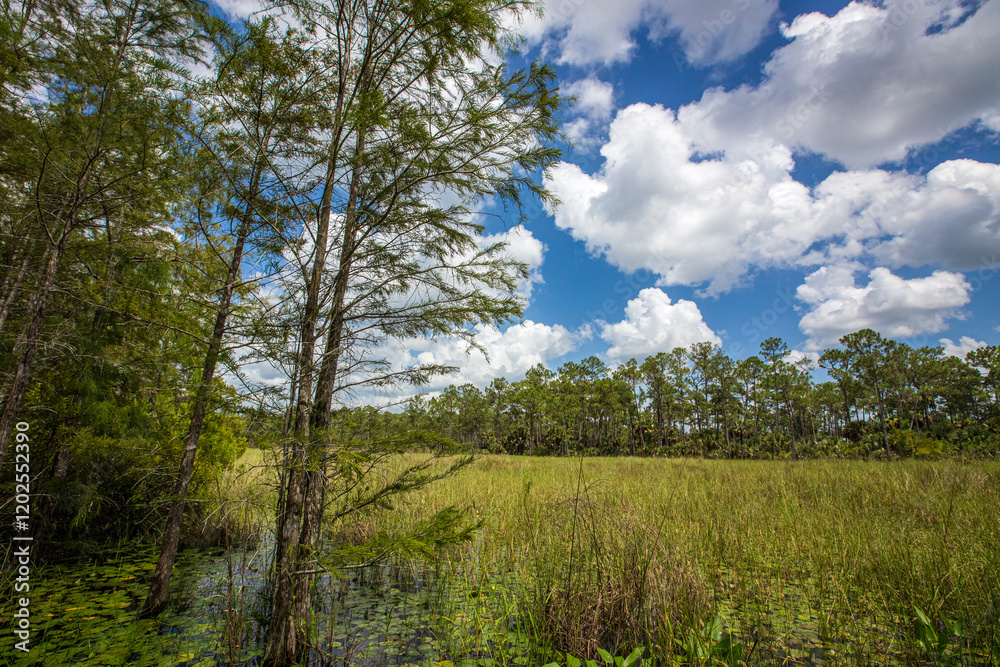 Over looking a large prairie at Corkscrew Swamp Sanctuary. Over looking a large prairie at Corkscrew Swamp Sanctuary.