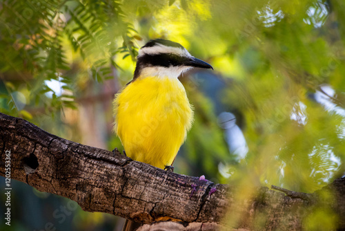 AVES BRASILEIRAS