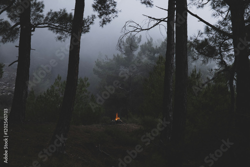 Campfire in the middle of the foggy forest at dusk