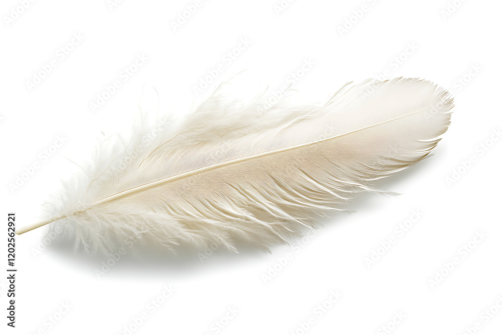 Obraz premium Feather isolated on a white background
