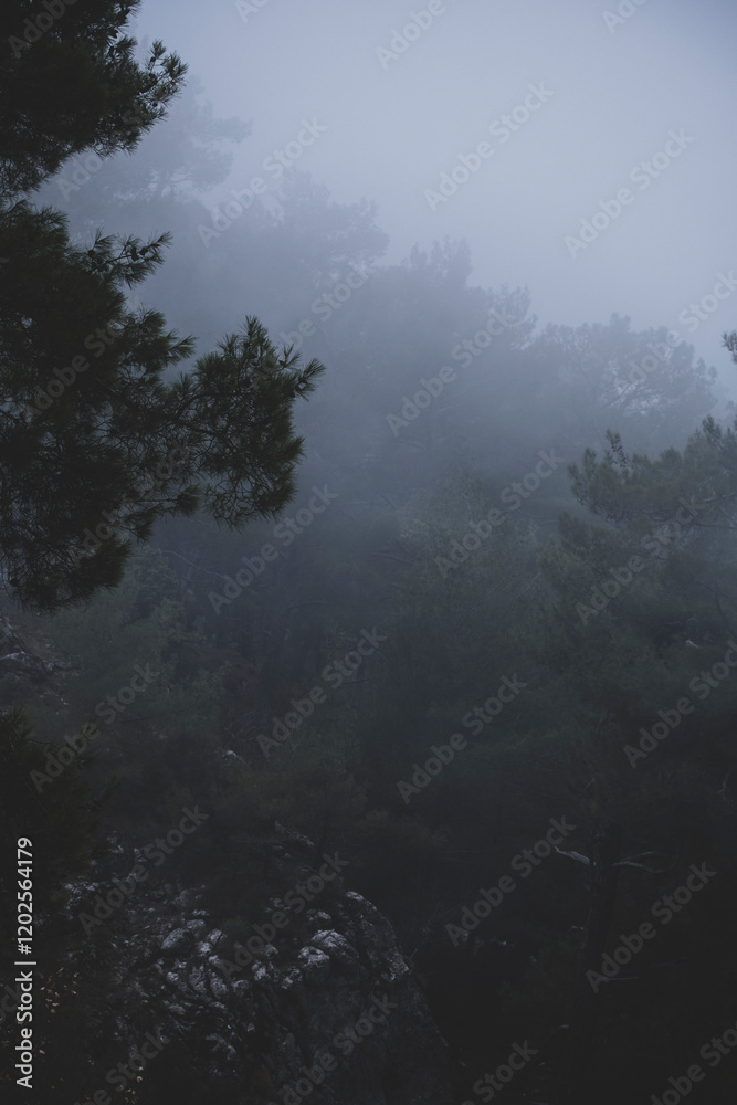 Forest in the gloomy twilight in the mists Forest in the gloomy twilight in the mists