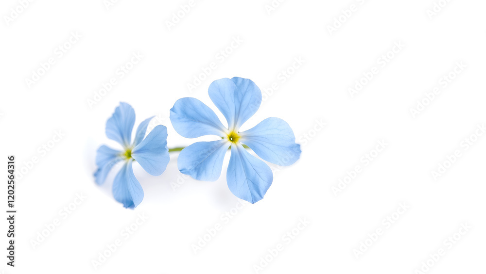 Fototapeta premium A light blue flower captured in soft lighting, creating a tranquil and artistic aesthetic isolated on white background. Generative AI