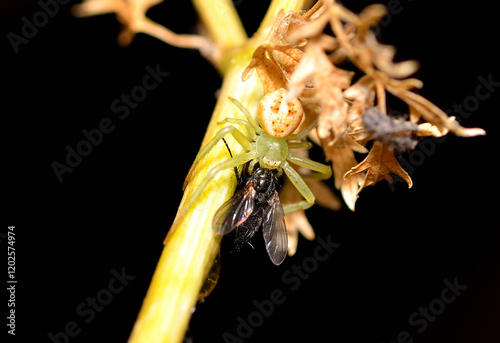 little green spider devouring a fly