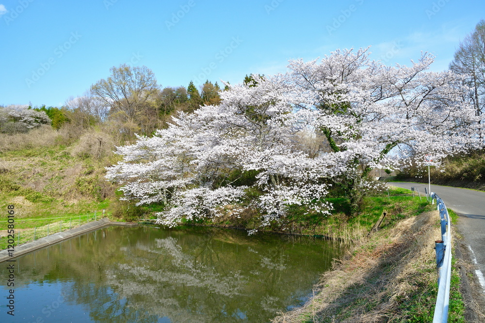 大稲葉の桜(福島県) 大稲葉の桜(福島県)