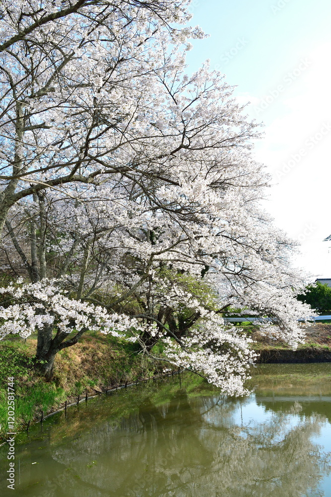 大稲葉の桜(福島県) 大稲葉の桜(福島県)