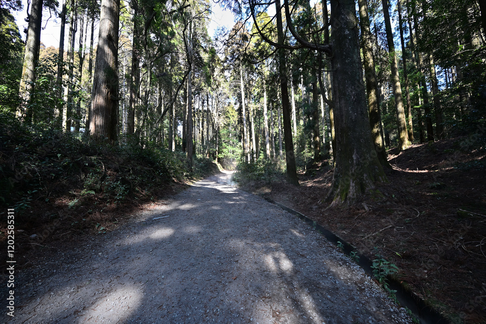 Fototapeta premium 高千穂嶽道の自然風景