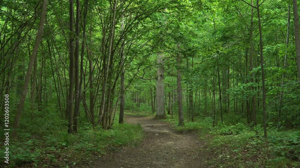 A tranquil dirt path winds through a dense, verdant forest. Sunlight filters through the lush canopy, creating a peaceful and inviting atmosphere. View in walking motion illustrates nature travel. A tranquil dirt path winds through a dense, verdant forest. Sunlight filters through the lush canopy, creating a peaceful and inviting atmosphere. View in walking motion illustrates nature travel.