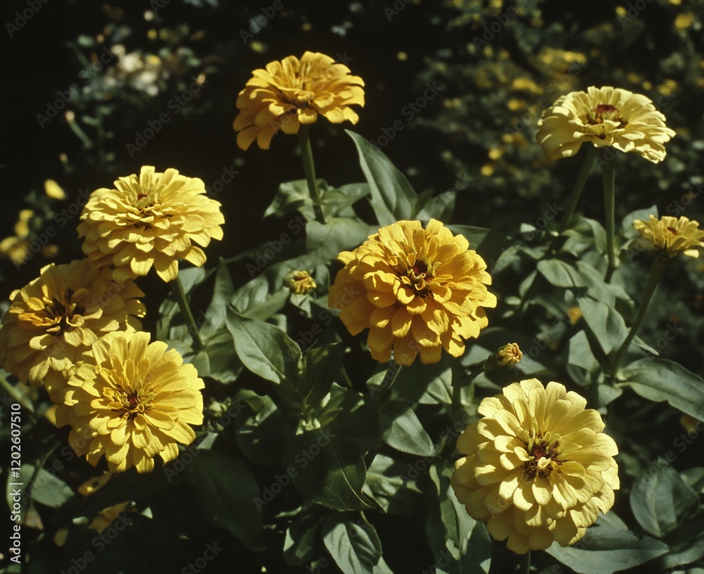 Close-up of vibrant yellow zinnias in full bloom, sunlight illuminating petals. Close-up of vibrant yellow zinnias in full bloom, sunlight illuminating petals.