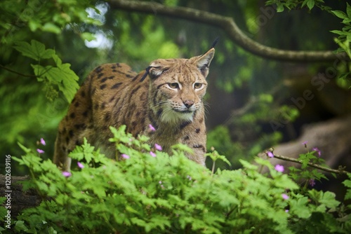 Eurasian lynx (Lynx lynx), walking through the forest and observing attentively, its brown fur and characteristic ear tufts are clearly visible, spring, Switzerland, Europe