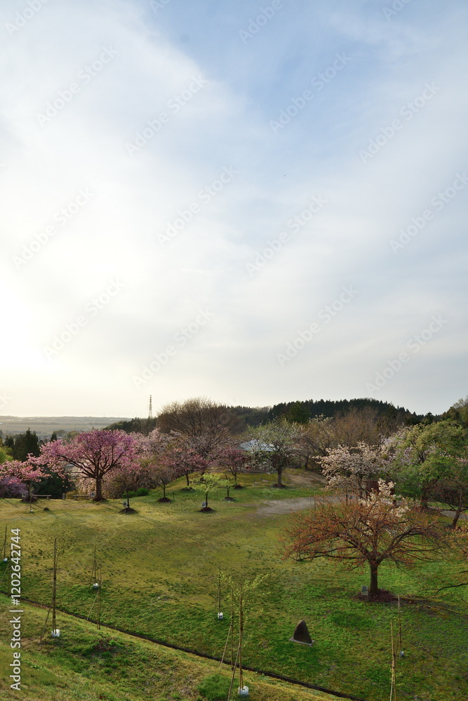 Fototapeta premium 大峰山桜公園(新潟県)