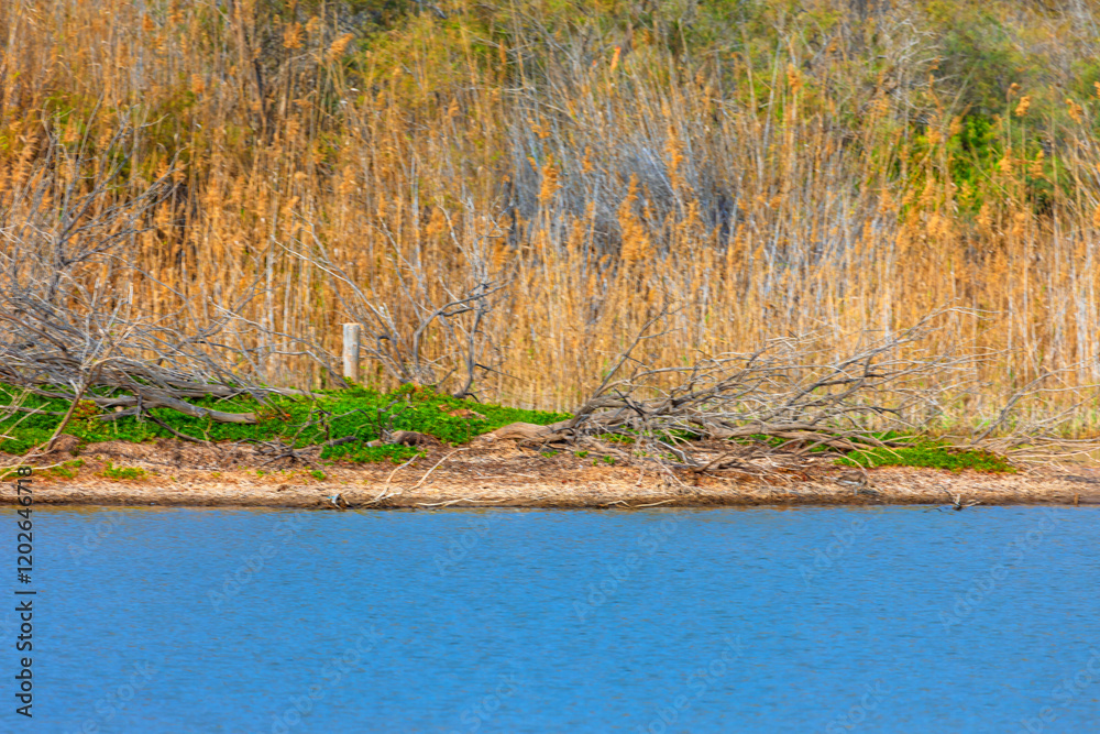 Lake in the foreground with a narrow strip of land covered in green vegetation and fallen branches, and tall, dry reeds in the background. Natural habitat wetland with greenery and the dry reeds