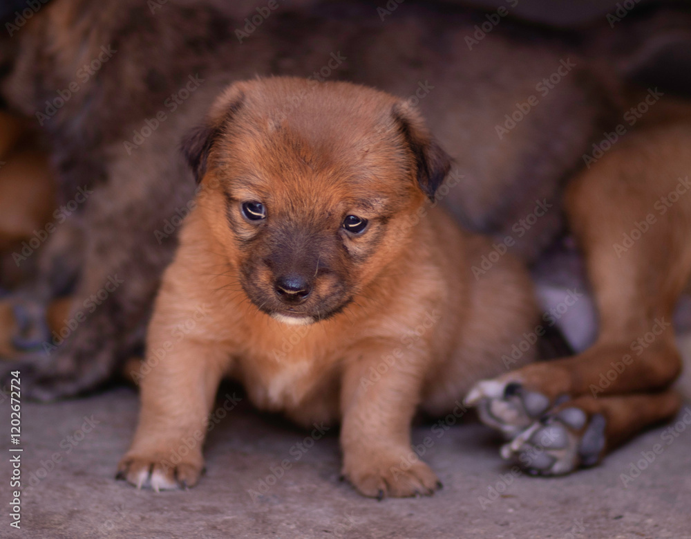 red puppy red puppy