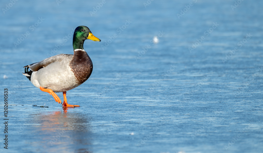 Mallard duck walking on a frozen lake in winter. Mallard duck walking on a frozen lake in winter.