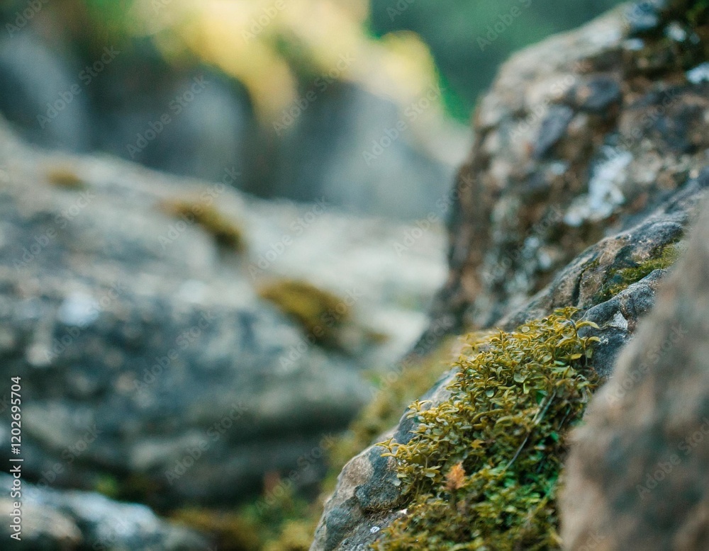 Nature Backgrounds: The Beauty of the Wild in Visual Harmony Nature Backgrounds: The Beauty of the Wild in Visual Harmony
