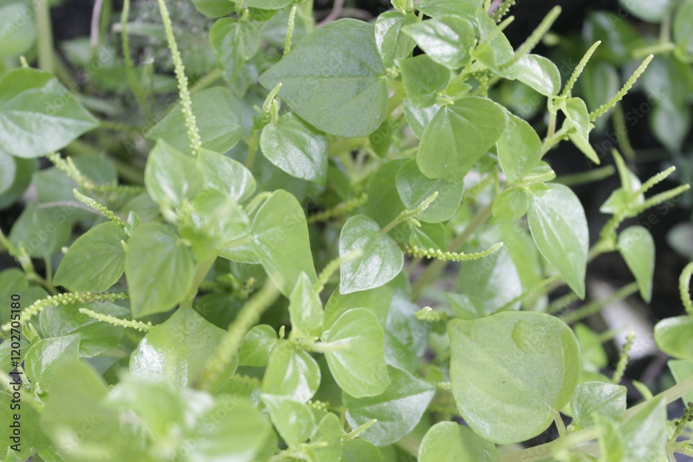 Obraz premium Peperomia pellucida or pepper elder, or shining bush plant, or crab claw herb, or crab claw herb is a shallow-rooted annual herb, characterized by succulent, shiny, heart-shaped stems, fleshy leaves.