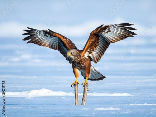 A northern harrier perched on a frozen lake, feathers ruffled, and wings spread wide, snowy scene, feathers fluffed, wings outstretched photo