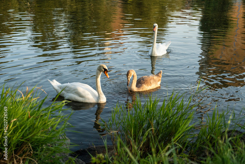 Fototapeta Naklejka Na Ścianę i Meble -  Family of 3 swans near the shore