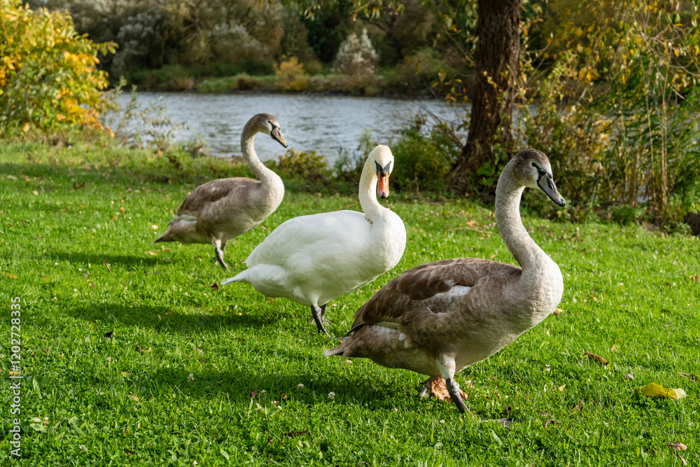Three swans are walking close-up Three swans are walking close-up