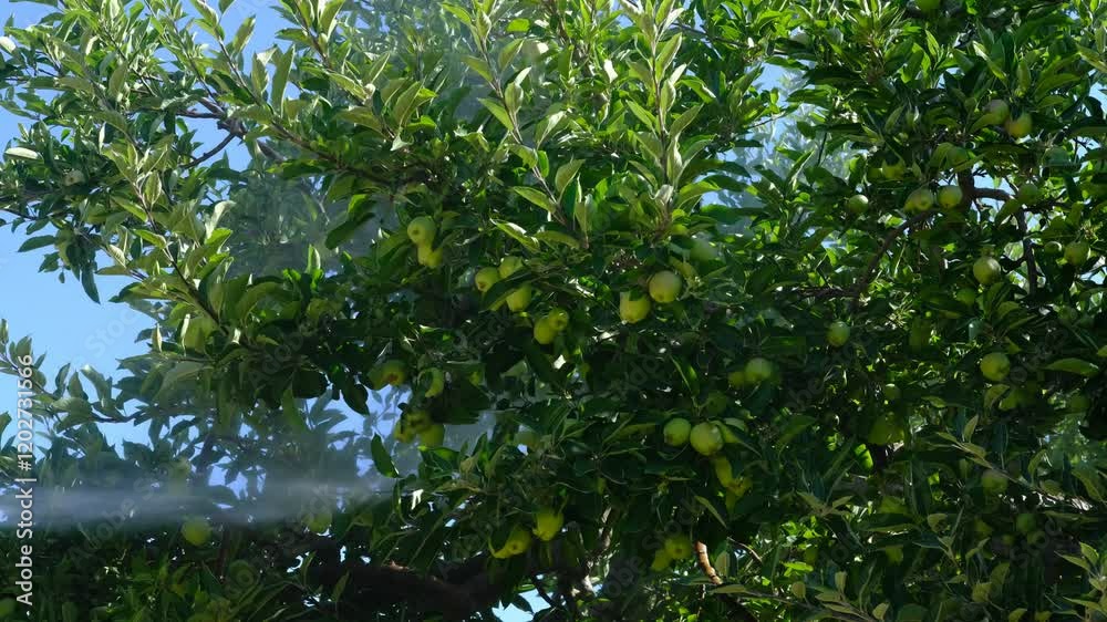 Old Man sprays medicine apple orchard Old Man sprays medicine apple orchard