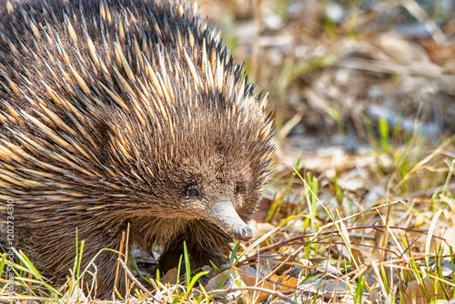 Short-beaked Echidna (Tachyglossus aculeatus)