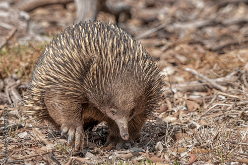 Short-beaked Echidna (Tachyglossus aculeatus)