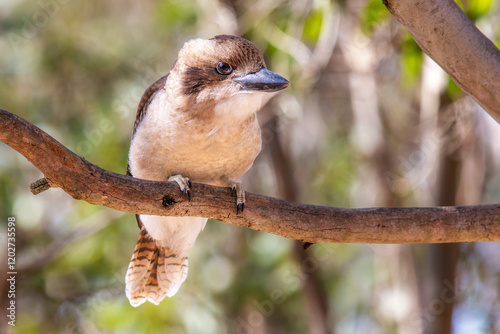 Laughing Kookaburra (Dacelo novaeguineae) 