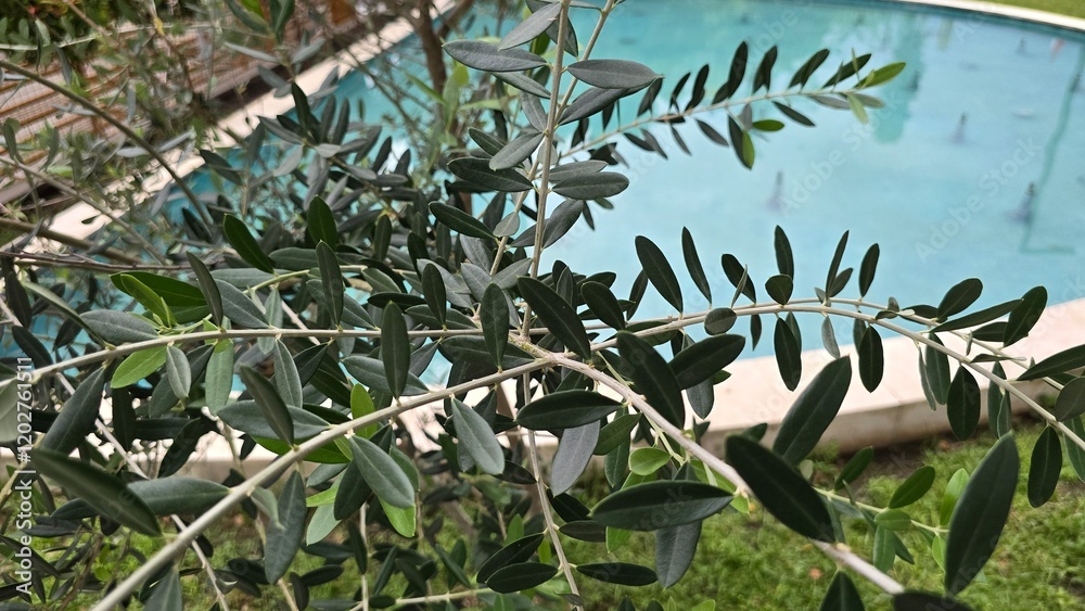 Obraz premium Olive tree in the garden