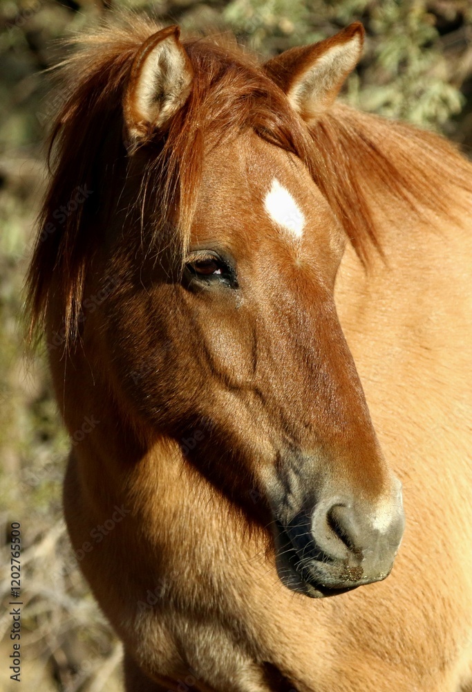 Fototapeta premium Portrait of a Wild Horse 