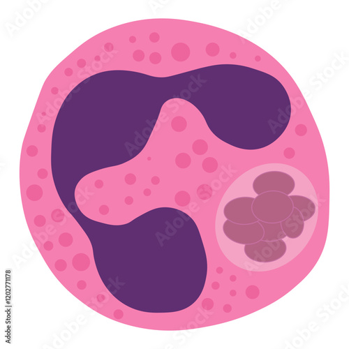 anaplasma phagocytophilum