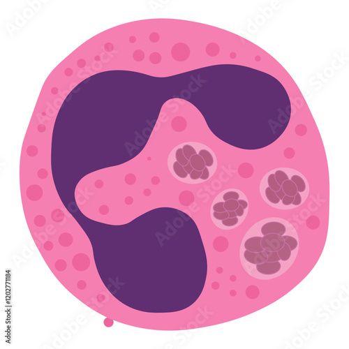 anaplasma phagocytophilum