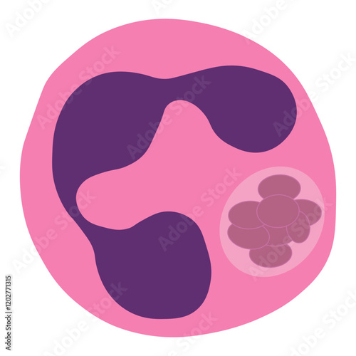 anaplasma phagocytophilum
