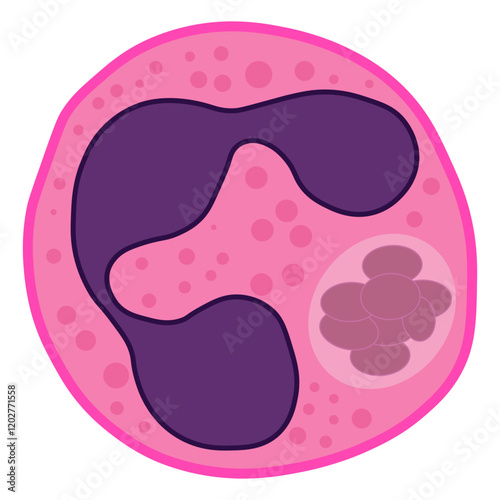 anaplasma phagocytophilum