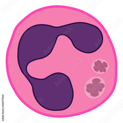 anaplasma phagocytophilum