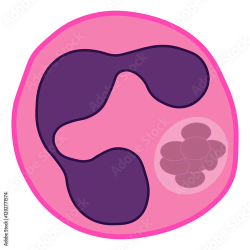anaplasma phagocytophilum