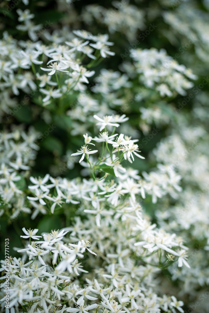 Small flowers and buds of white blooming Clematis Recta flammula in garden at summer, soft focus. Small flowers and buds of white blooming Clematis Recta flammula in garden at summer, soft focus.