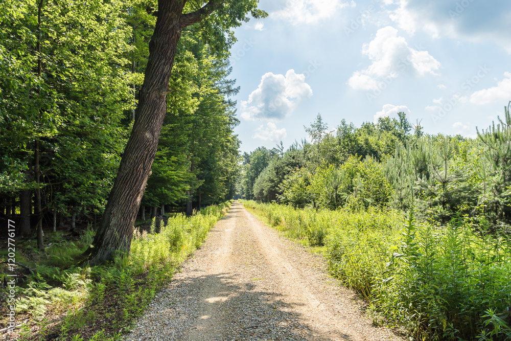 Naklejka premium Droga leśna latem, las Baraniok