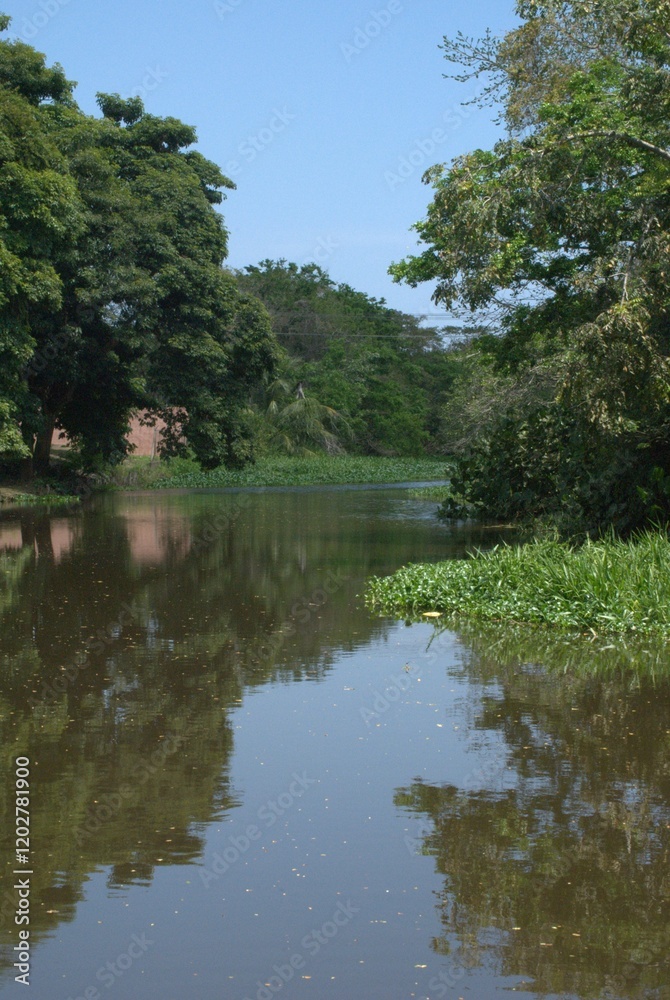 Fototapeta premium La naturaleza en el estado Miranda,muchisimos arboles centenarios y muchos rios que lo hacen un estado muy verde.