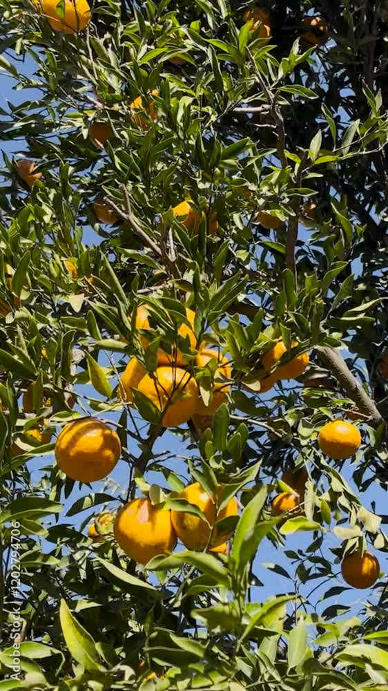 View from below of orange tree with fruit.Source of vit C.Graphic resources for the promotion of natural products.Vertical footage.Ideal for social media postings View from below of orange tree with fruit.Source of vit C.Graphic resources for the promotion of natural products.Vertical footage.Ideal for social media postings