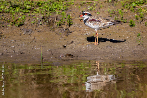 Black-fronted Dotterel (Elseyornis melanops)