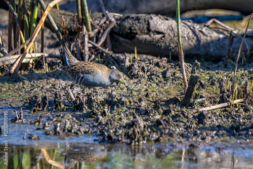 Australian Spotted Crake (Porzana fluminea)